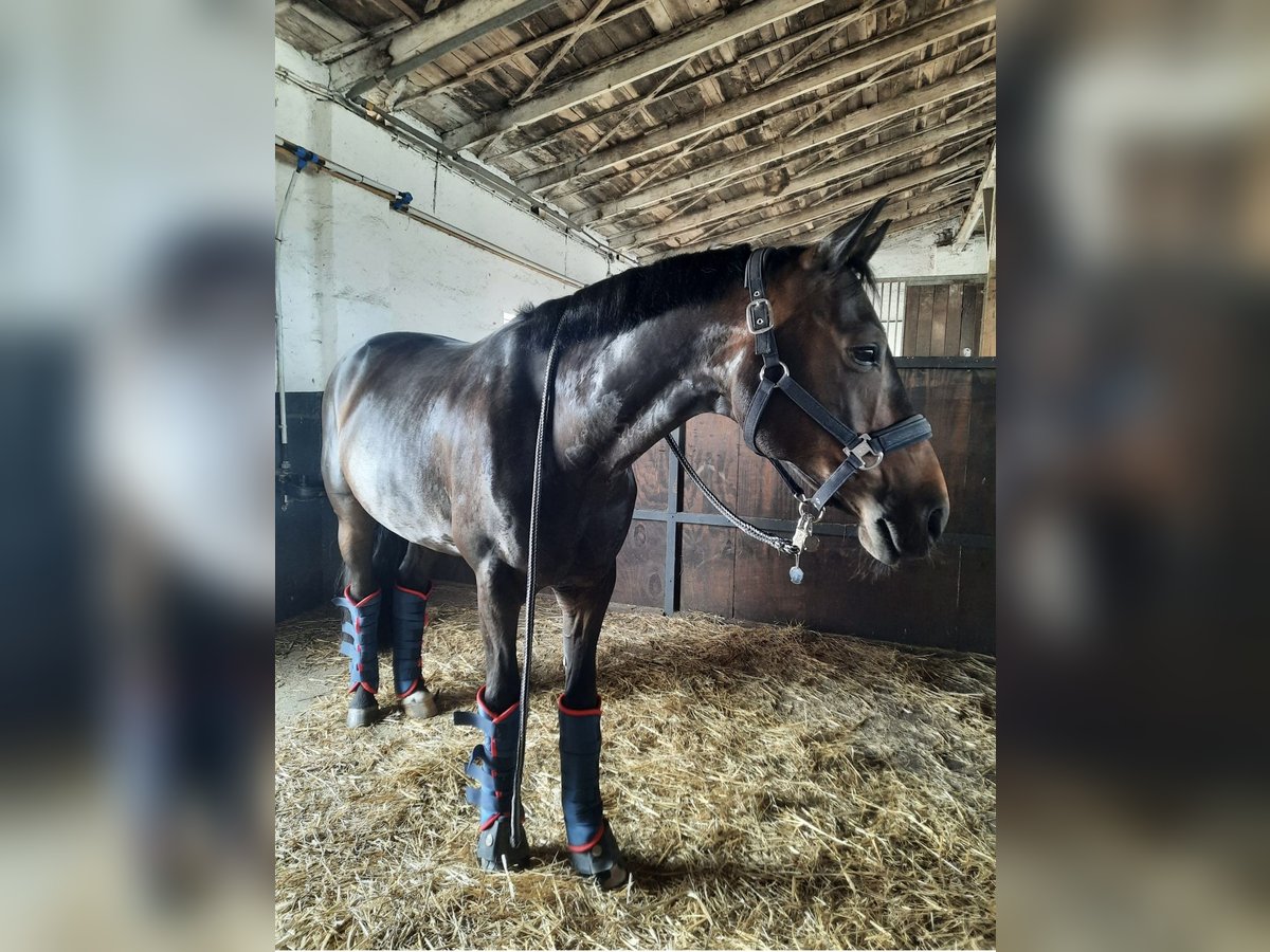 Oldenburger Wallach 10 Jahre 162 cm Dunkelbrauner in Schkopau Korbetha