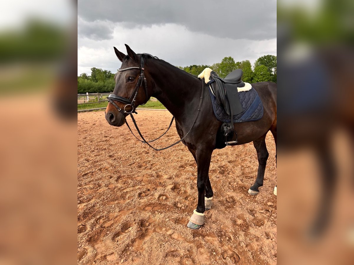 Oldenburger Wallach 10 Jahre 163 cm Dunkelbrauner in Schkeuditz