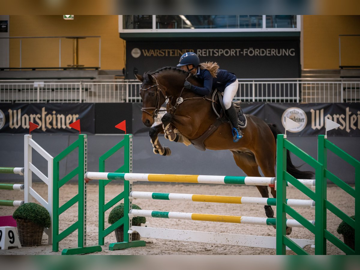 Oldenburger Wallach 10 Jahre 163 cm Schwarzbrauner in Salzkotten