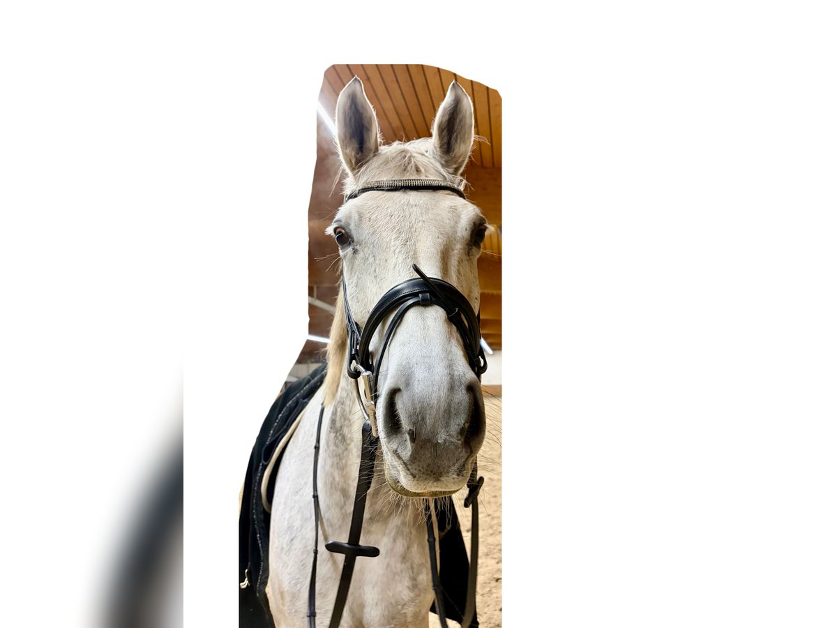 Oldenburger Wallach 10 Jahre 168 cm Apfelschimmel in Wartenberg