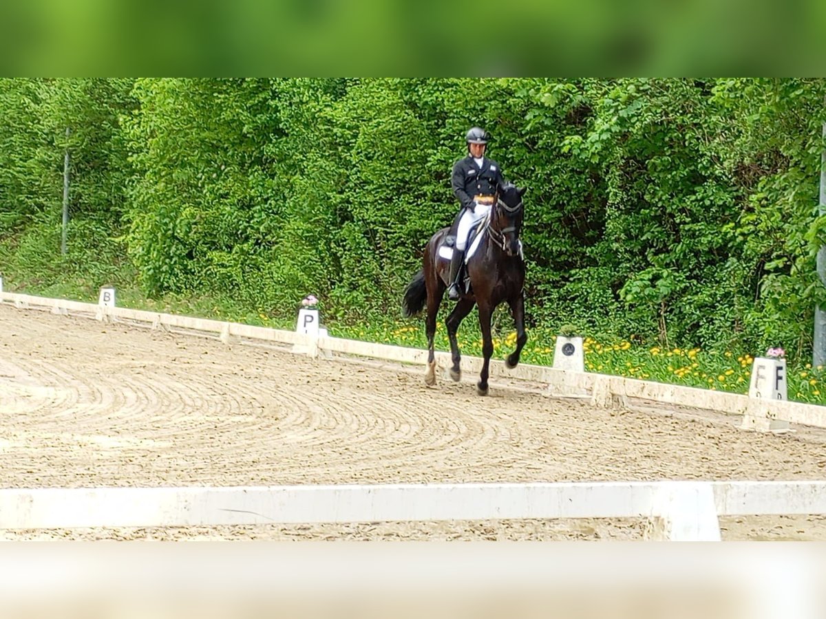 Oldenburger Wallach 10 Jahre 172 cm Rappe in Bad Schussenried