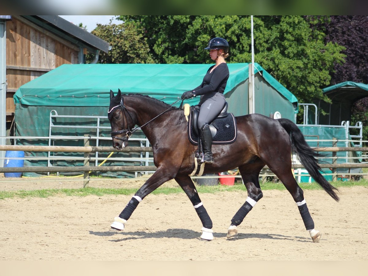 Oldenburger Wallach 10 Jahre 172 cm Rappe in Nottuln
