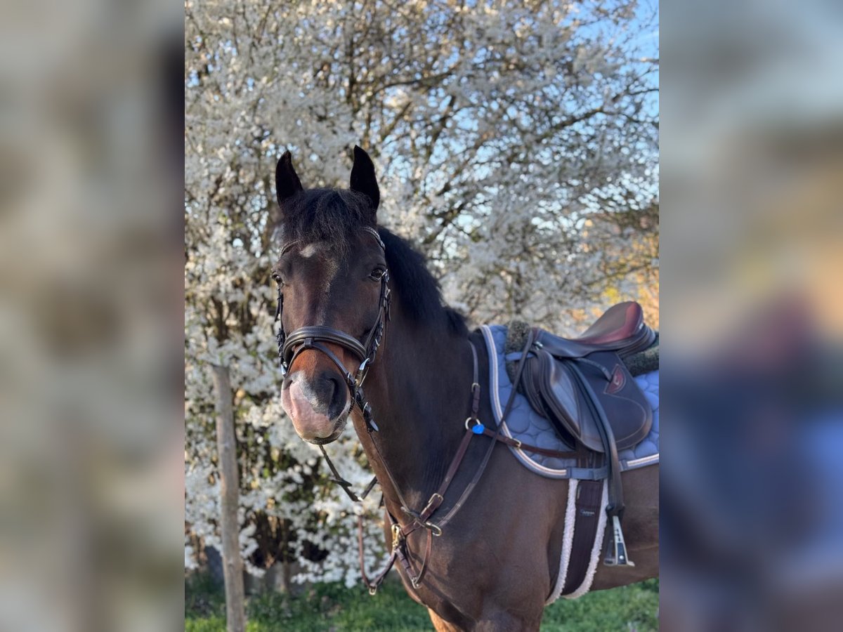 Oldenburger Wallach 11 Jahre 163 cm Dunkelbrauner in Ketzin