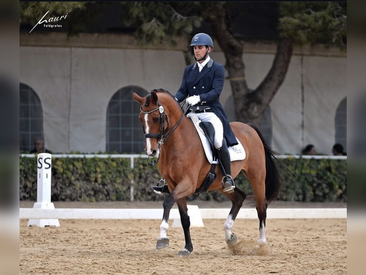 Oldenburger Wallach 11 Jahre 165 cm Rotbrauner in Alicante