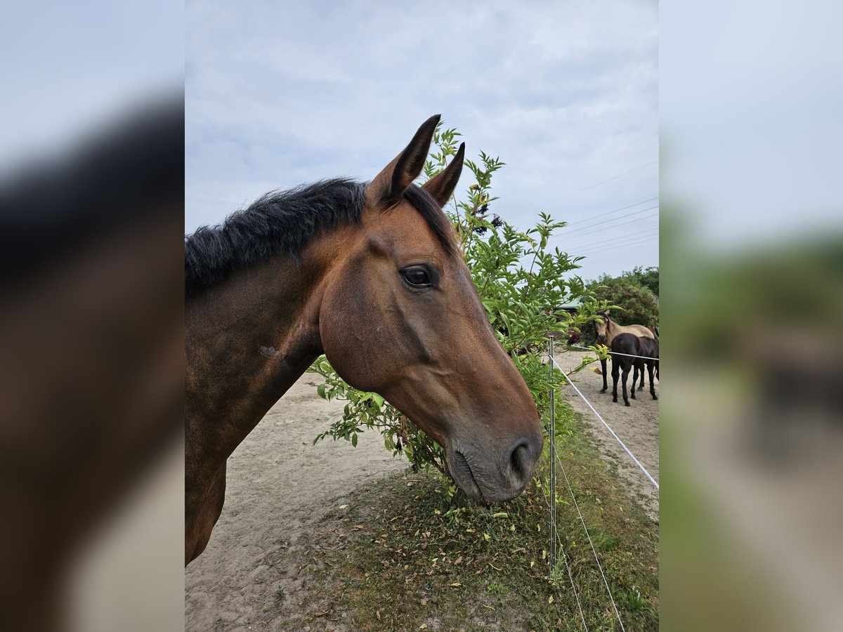 Oldenburger Wallach 11 Jahre 167 cm Dunkelbrauner in Stahnsdorf