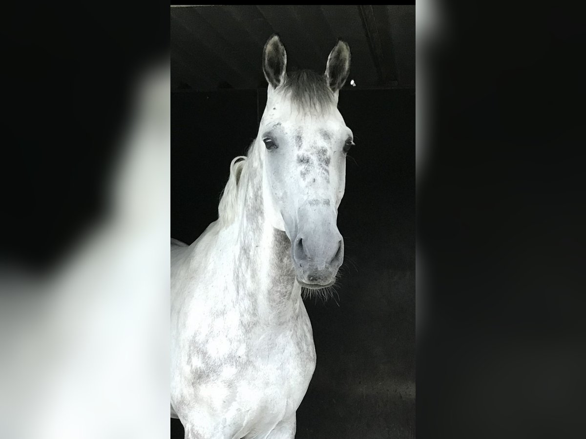 Oldenburger Wallach 11 Jahre 173 cm Apfelschimmel in Bergisch Gladbach