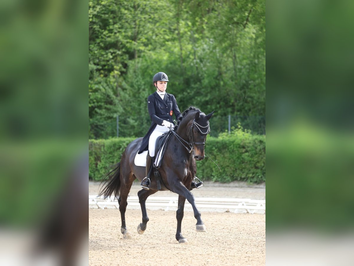 Oldenburger Wallach 11 Jahre 176 cm Dunkelbrauner in B&#xF6;blingen