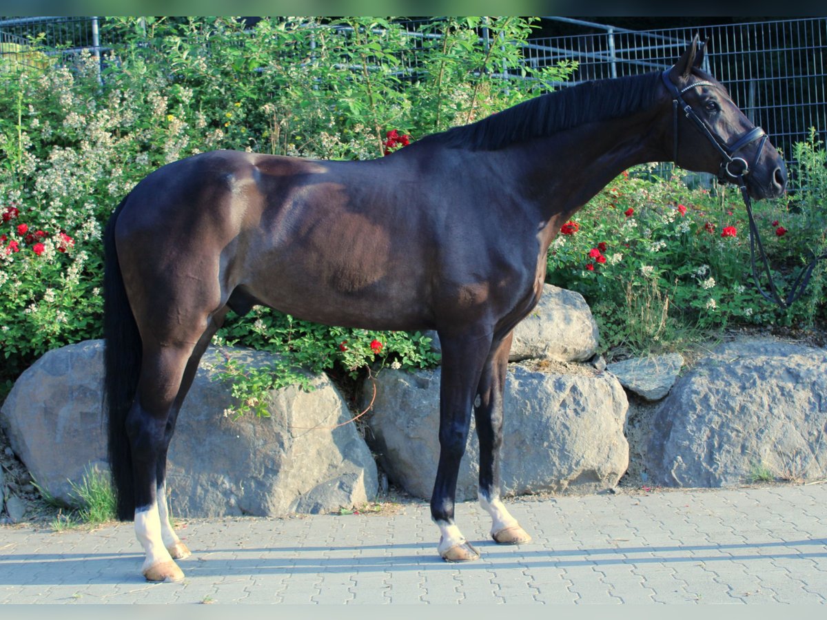 Oldenburger Wallach 11 Jahre 179 cm Dunkelbrauner in Usingen