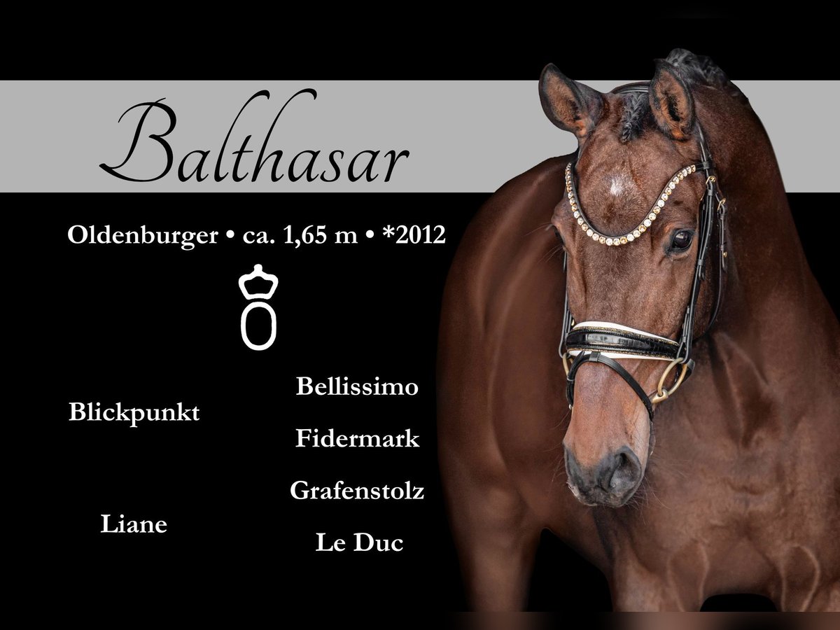 Oldenburger Wallach 13 Jahre 165 cm Brauner in Wehringen