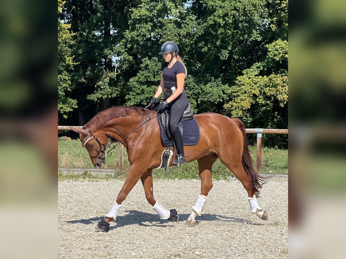 Oldenburger Wallach 13 Jahre 180 cm Fuchs in Münster