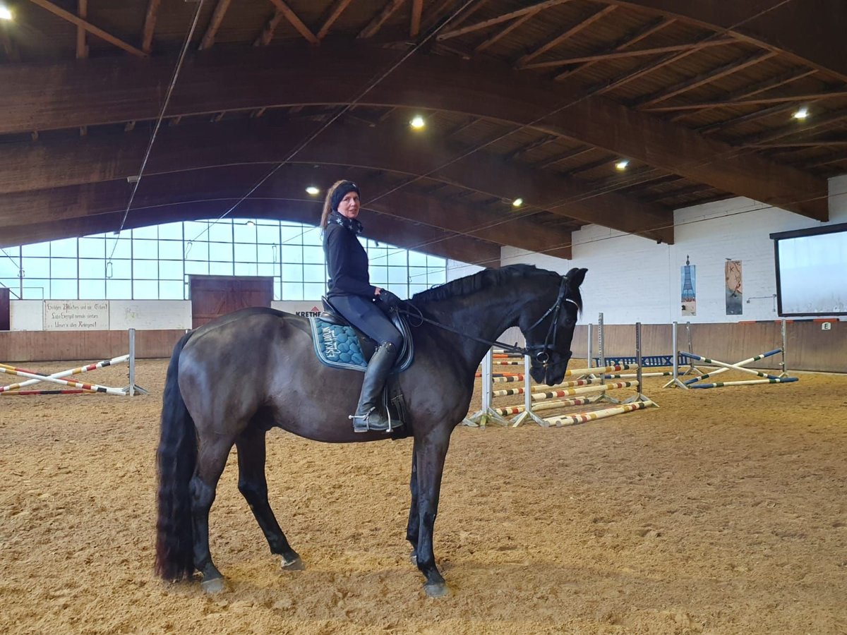 Oldenburger Wallach 13 Jahre 180 cm Schwarzbrauner in Nordholz