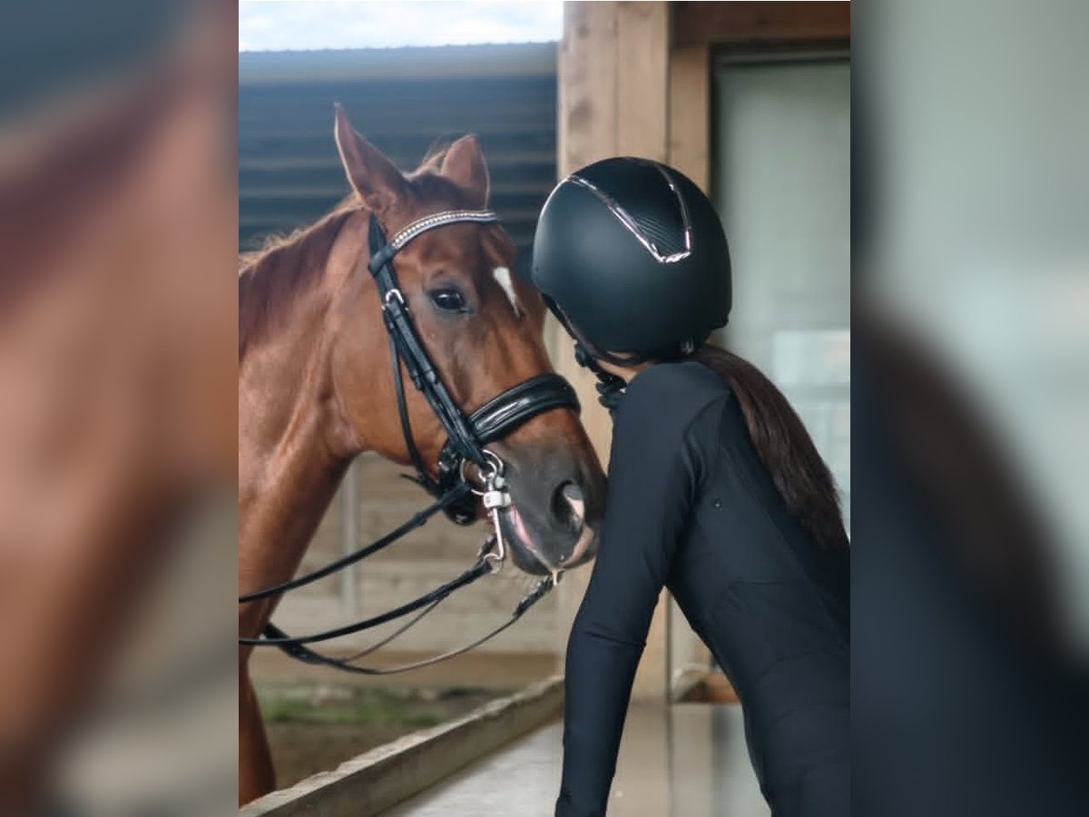 Oldenburger Wallach 13 Jahre 62 cm Braunfalbschimmel in Carlsbad