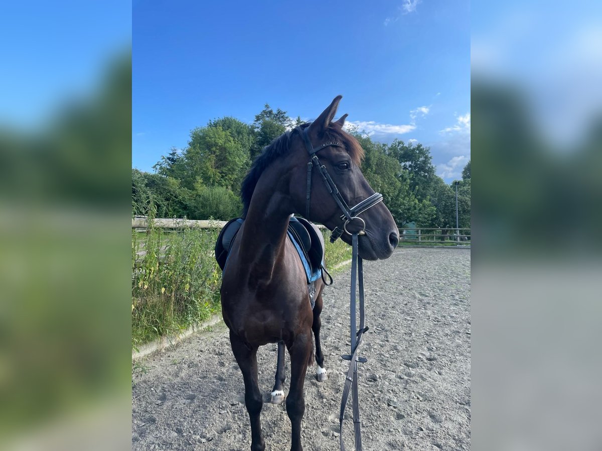 Oldenburger Wallach 14 Jahre 163 cm Schwarzbrauner in Achterwehr