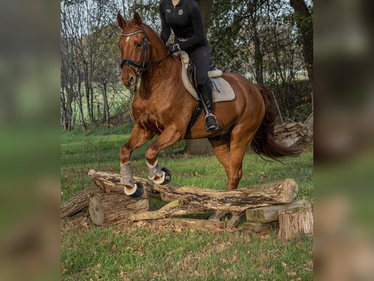 Oldenburger Wallach 14 Jahre 169 cm Fuchs in Bad Zwischenahn