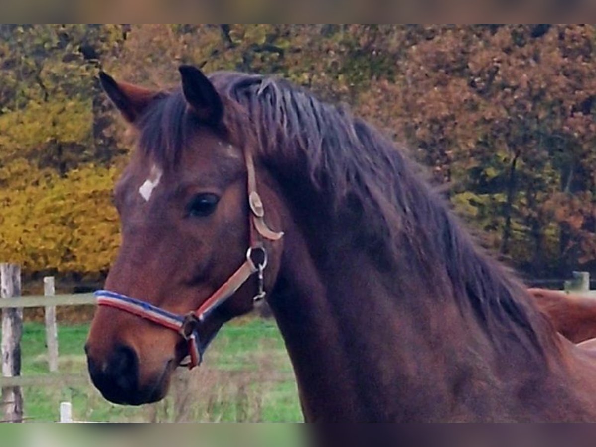 Oldenburger Wallach 14 Jahre 174 cm Brauner in Hoya I