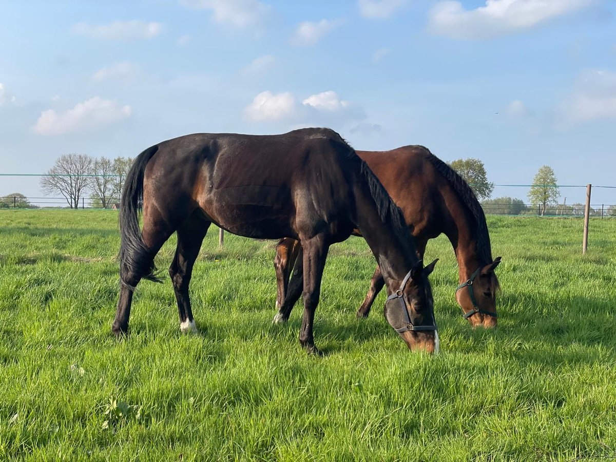 Oldenburger Wallach 14 Jahre 175 cm Dunkelbrauner in Verden (Aller) Walle