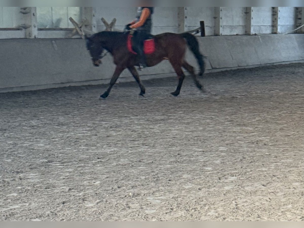 Oldenburger Mix Wallach 16 Jahre 164 cm Brauner in Sch&#xF6;nwald-Glein