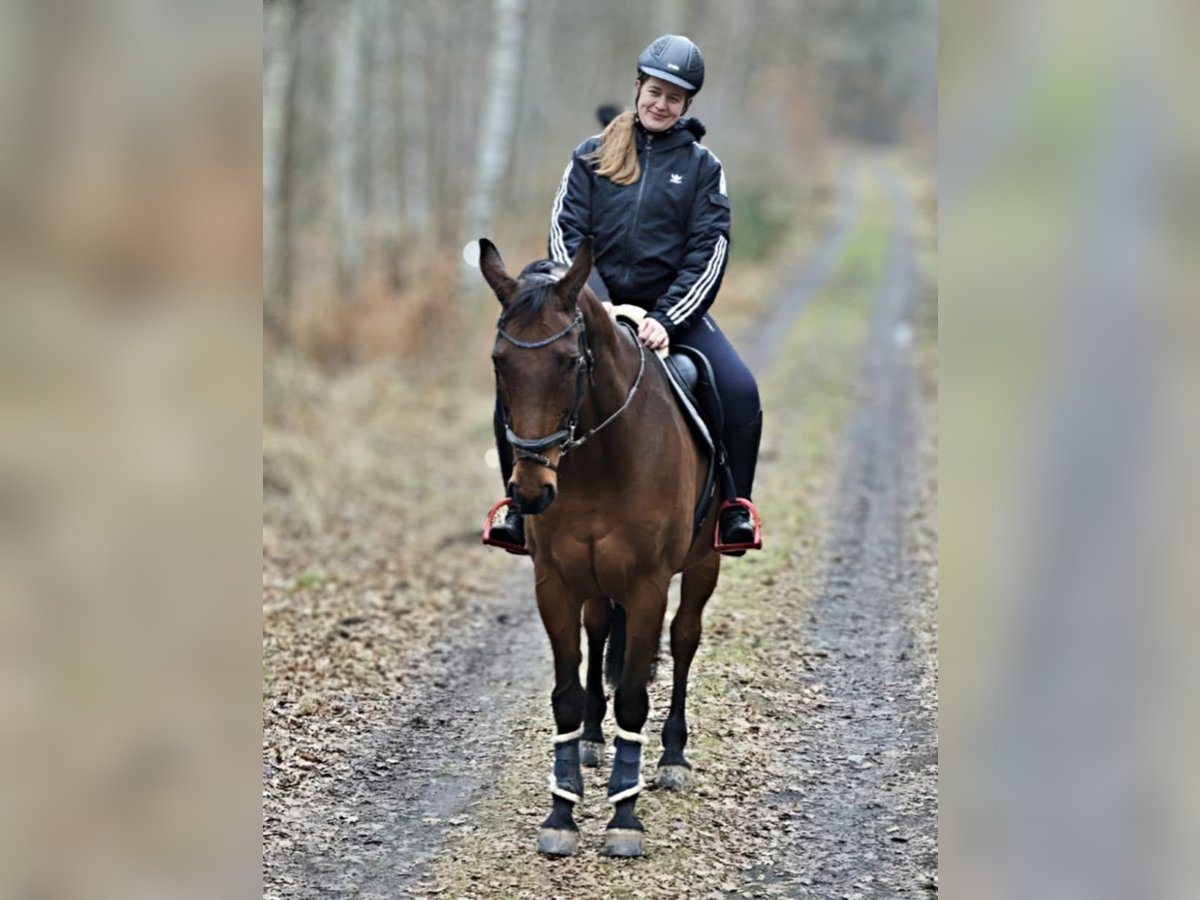 Oldenburger, Wallach in Bennewitz