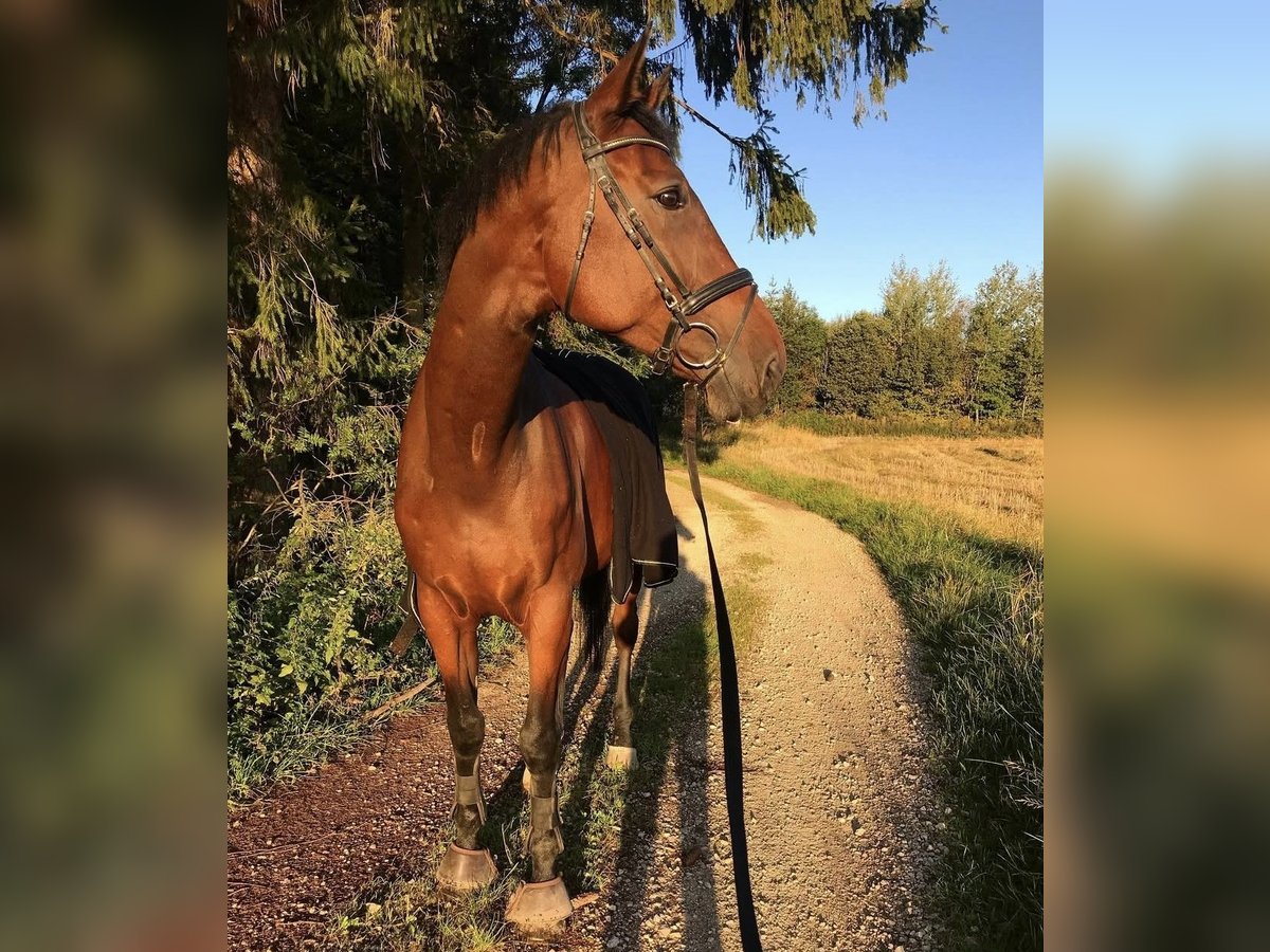 Oldenburger Wallach 16 Jahre 184 cm Brauner in Lauf an der Pegnitz