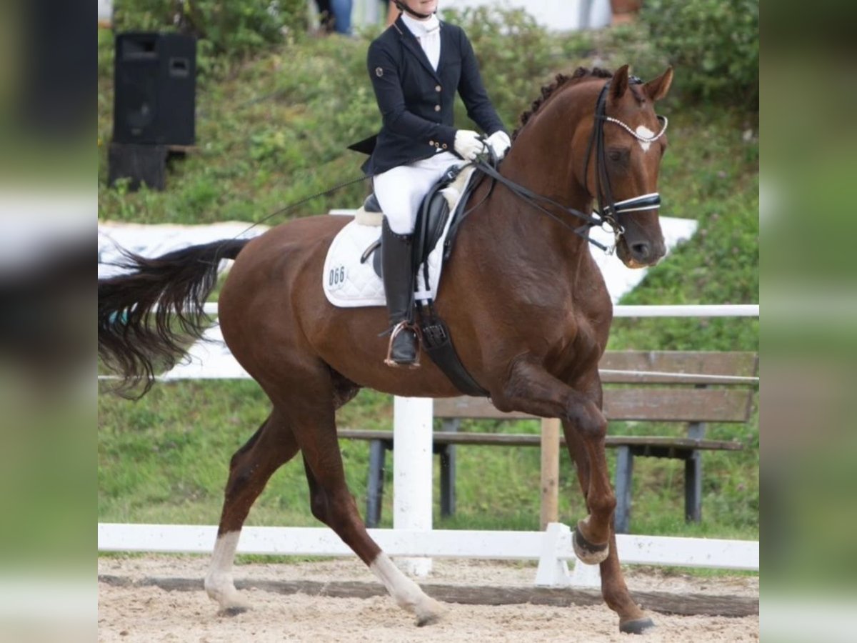 Oldenburger Wallach 19 Jahre 173 cm Dunkelfuchs in Zweibrücken