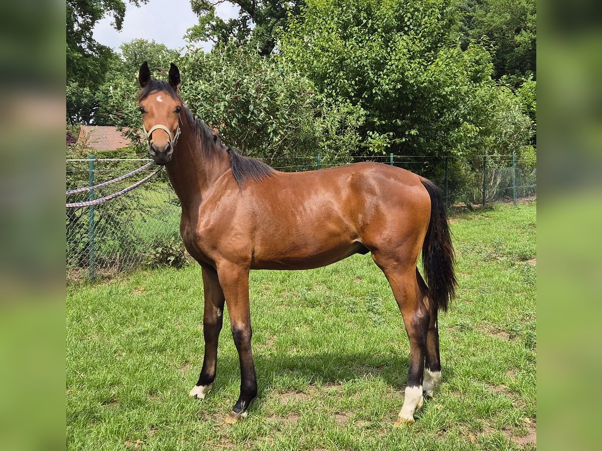 Oldenburger Wallach 1 Jahr 169 cm Dunkelbrauner in Drentwede
