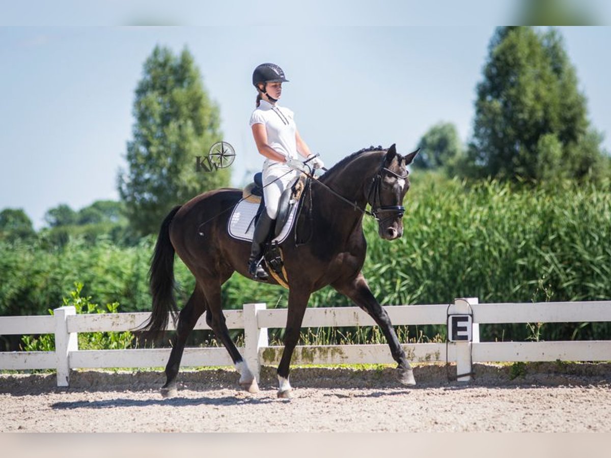Oldenburger Wallach 20 Jahre 165 cm Schwarzbrauner in Kleve