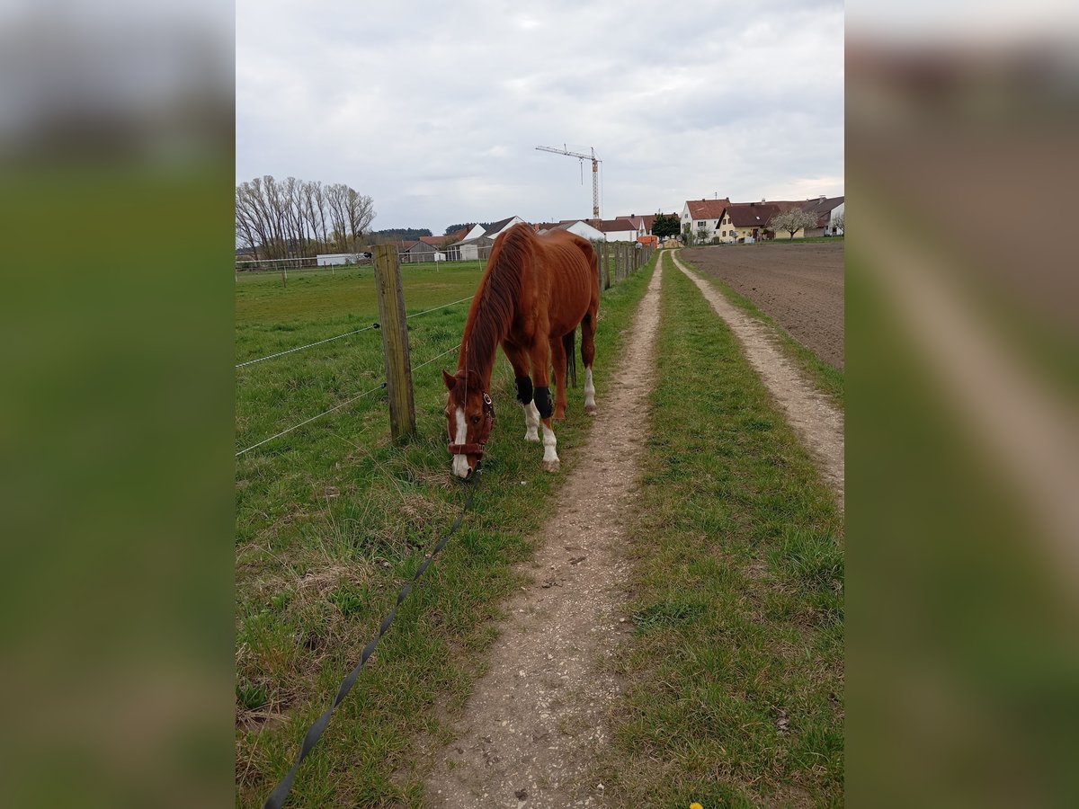 Oldenburger Wallach 26 Jahre 172 cm Rotfuchs in Karlskron
