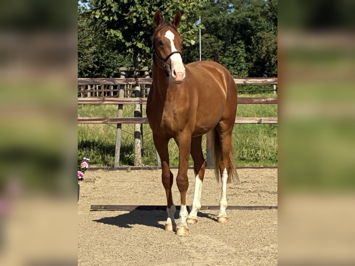 Oldenburger Wallach 2 Jahre 166 cm Dunkelfuchs in Blunk