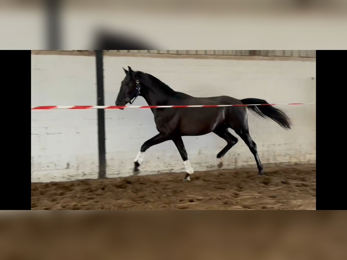 Oldenburger Wallach 2 Jahre 168 cm Rappe in Drochtersen