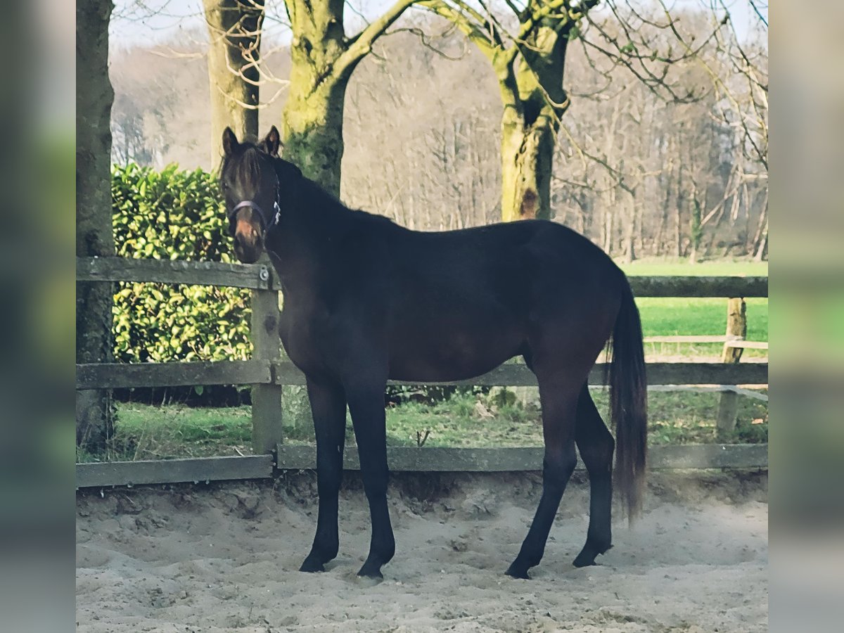 Oldenburger Wallach 2 Jahre 170 cm Schwarzbrauner in Wildeshausen