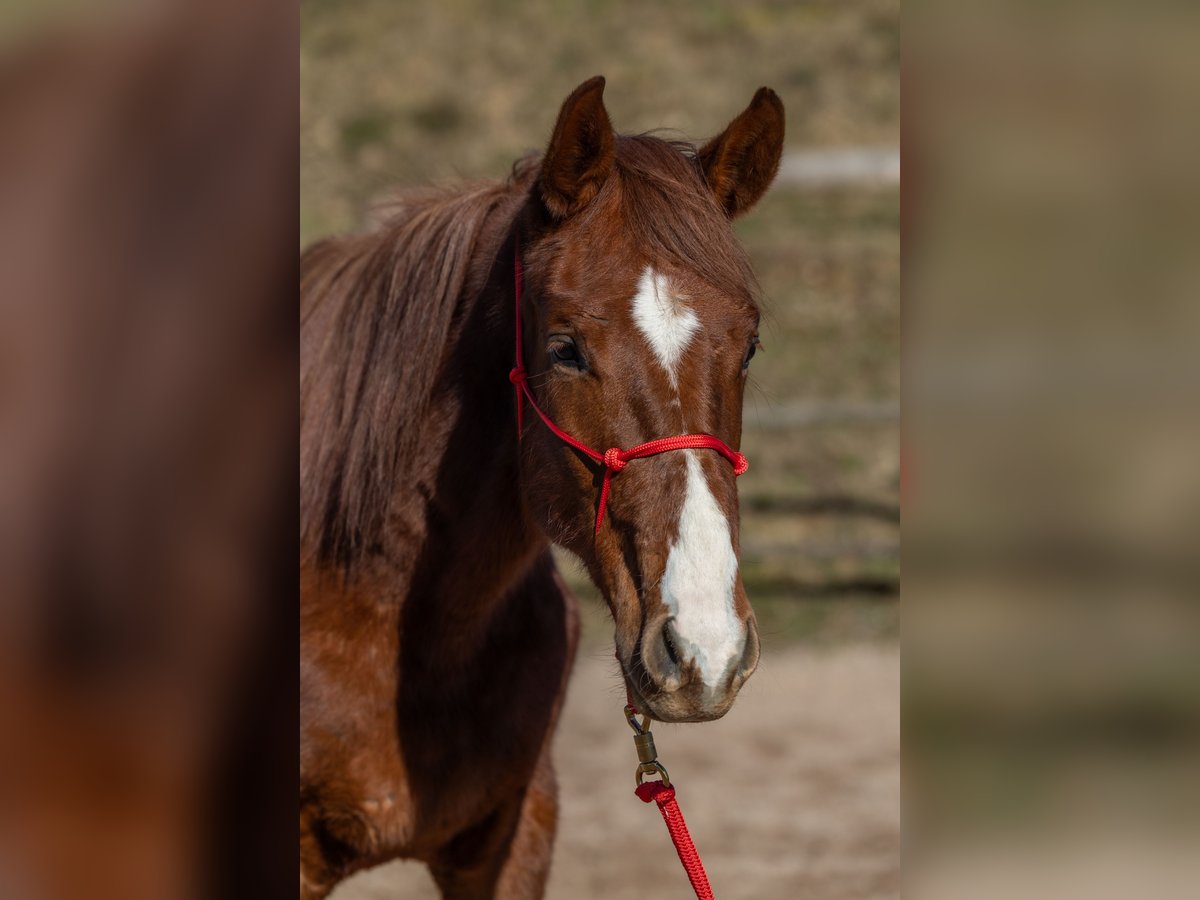 Oldenburger Wallach 2 Jahre 175 cm Dunkelfuchs in Geisenheim