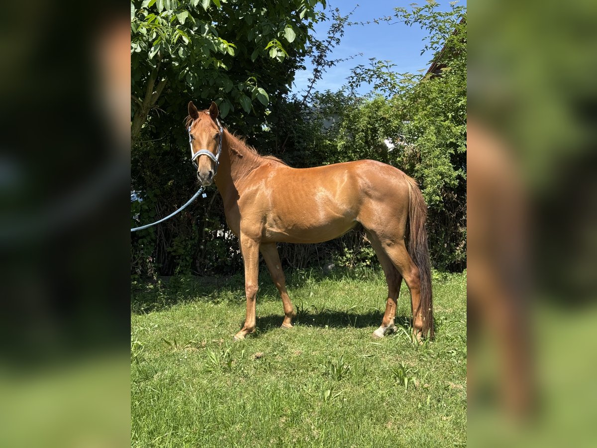 Oldenburger Wallach 3 Jahre 162 cm Fuchs in Inning am Ammersee