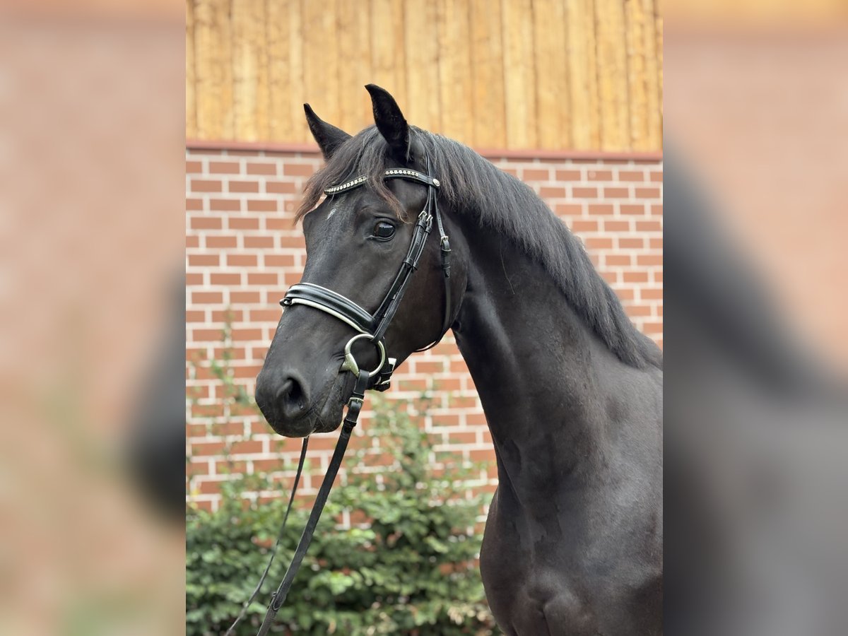 Oldenburger Wallach 3 Jahre 164 cm Rappe in Barver