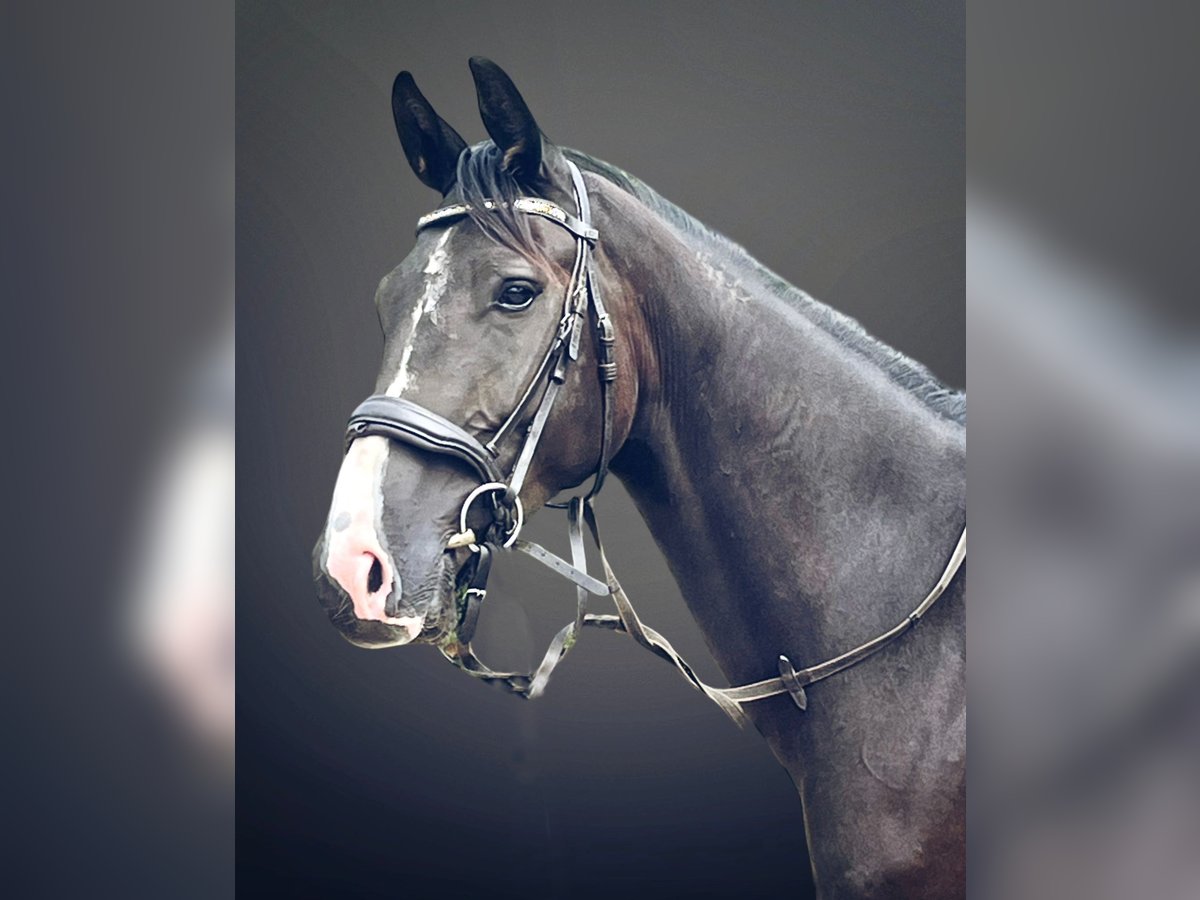 Oldenburger Wallach 3 Jahre 164 cm Schwarzbrauner in Vi&#xF6;l