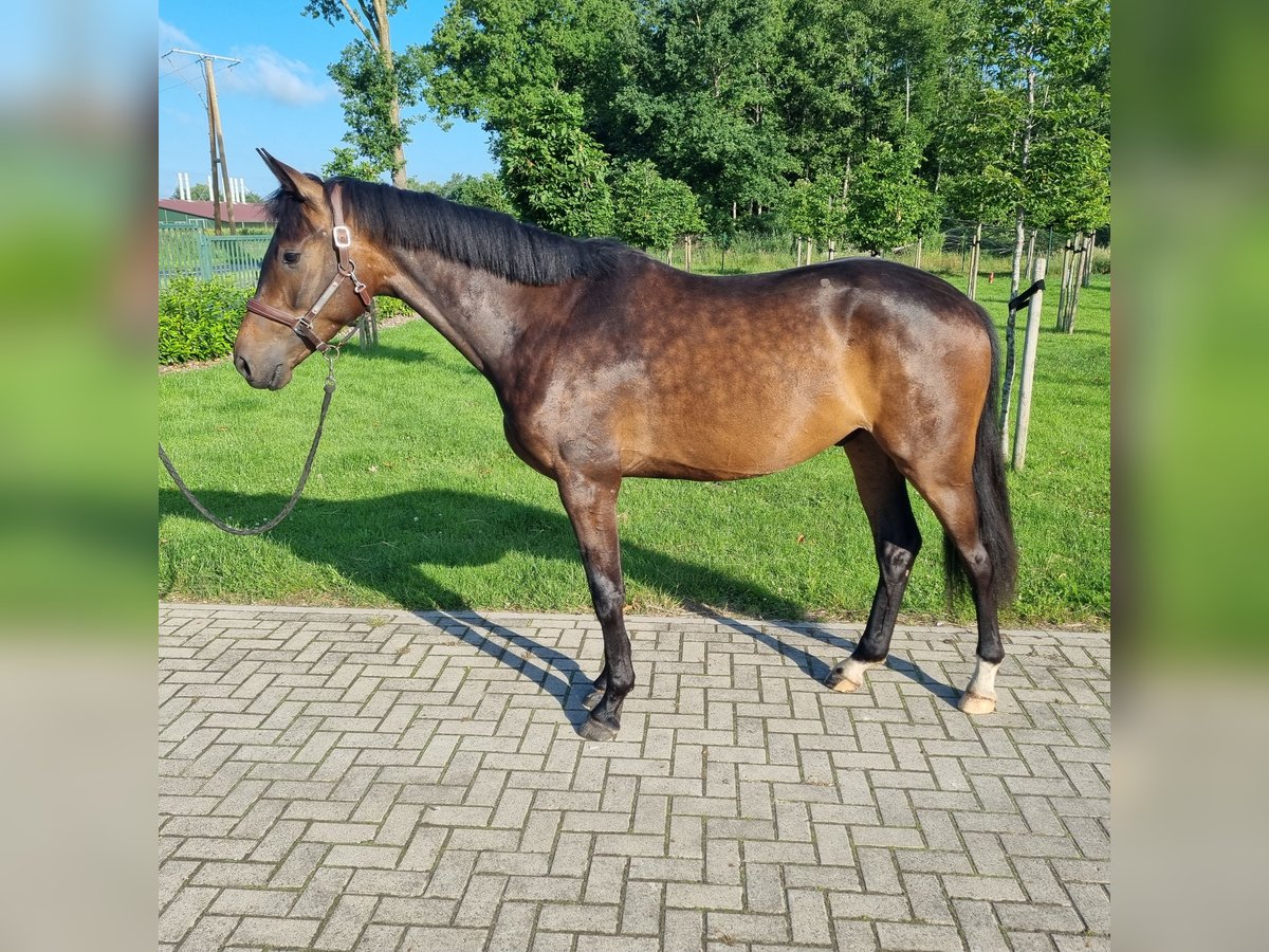 Oldenburger Wallach 3 Jahre 164 cm Schwarzbrauner in Wettrup