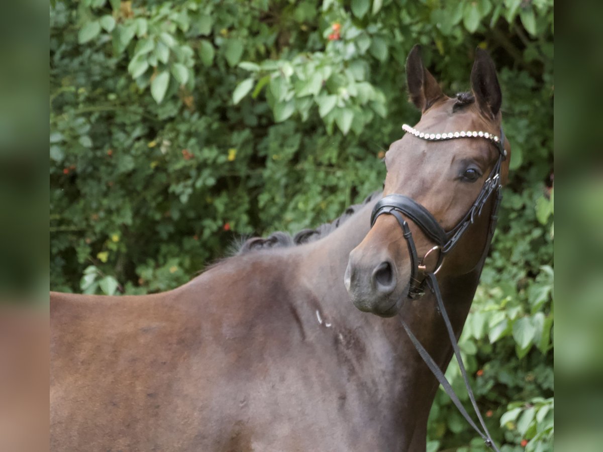 Oldenburger Wallach 3 Jahre 166 cm Brauner in Bassum