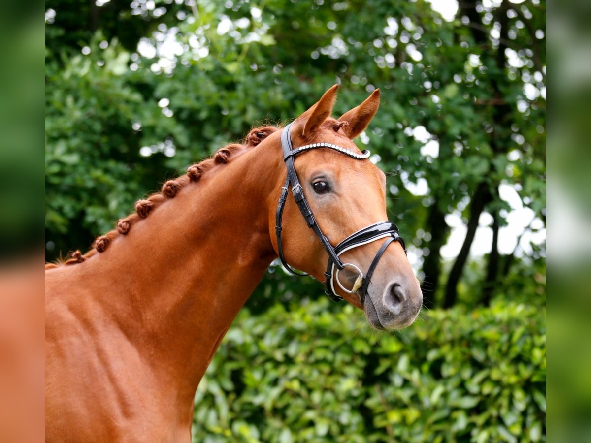 Oldenburger Wallach 3 Jahre 166 cm Fuchs in Bramsche