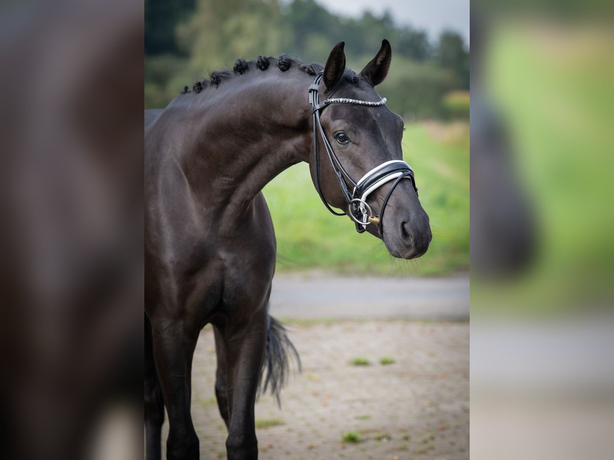 Oldenburger Wallach 3 Jahre 166 cm Rappe in Bramsche