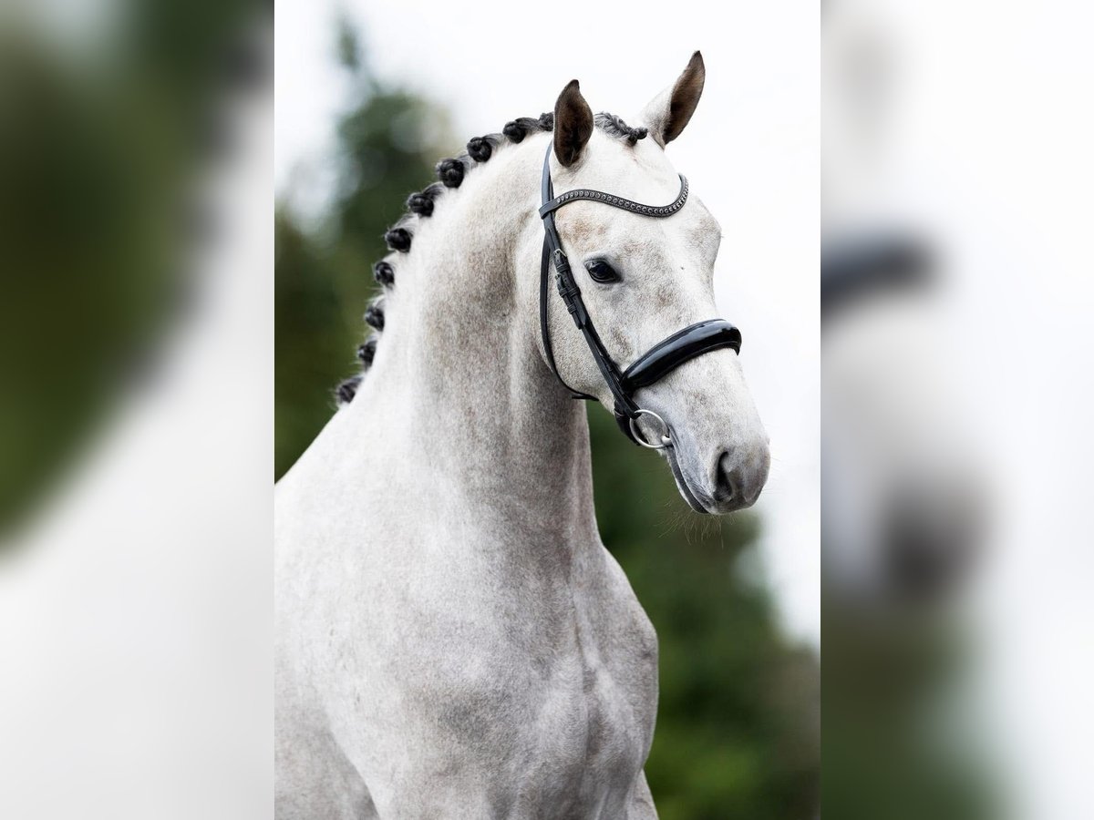 Oldenburger Wallach 3 Jahre 168 cm Apfelschimmel in Peer