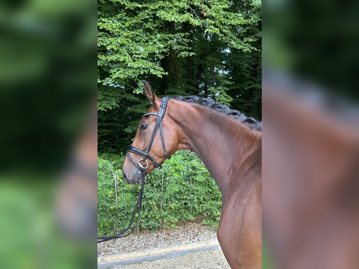 Oldenburger Wallach 3 Jahre 168 cm Brauner in Bad Zwischenahn