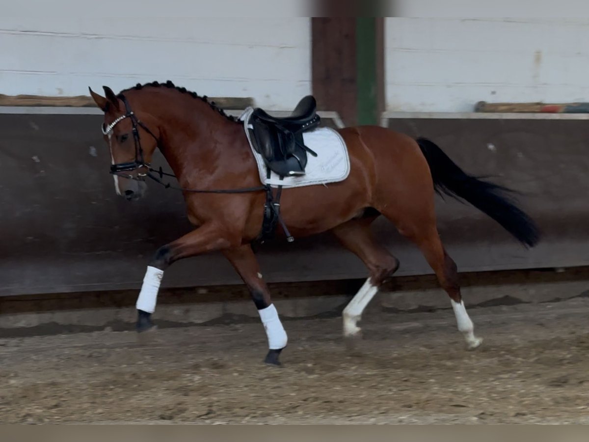 Oldenburger Wallach 3 Jahre 168 cm Brauner in Bramsche