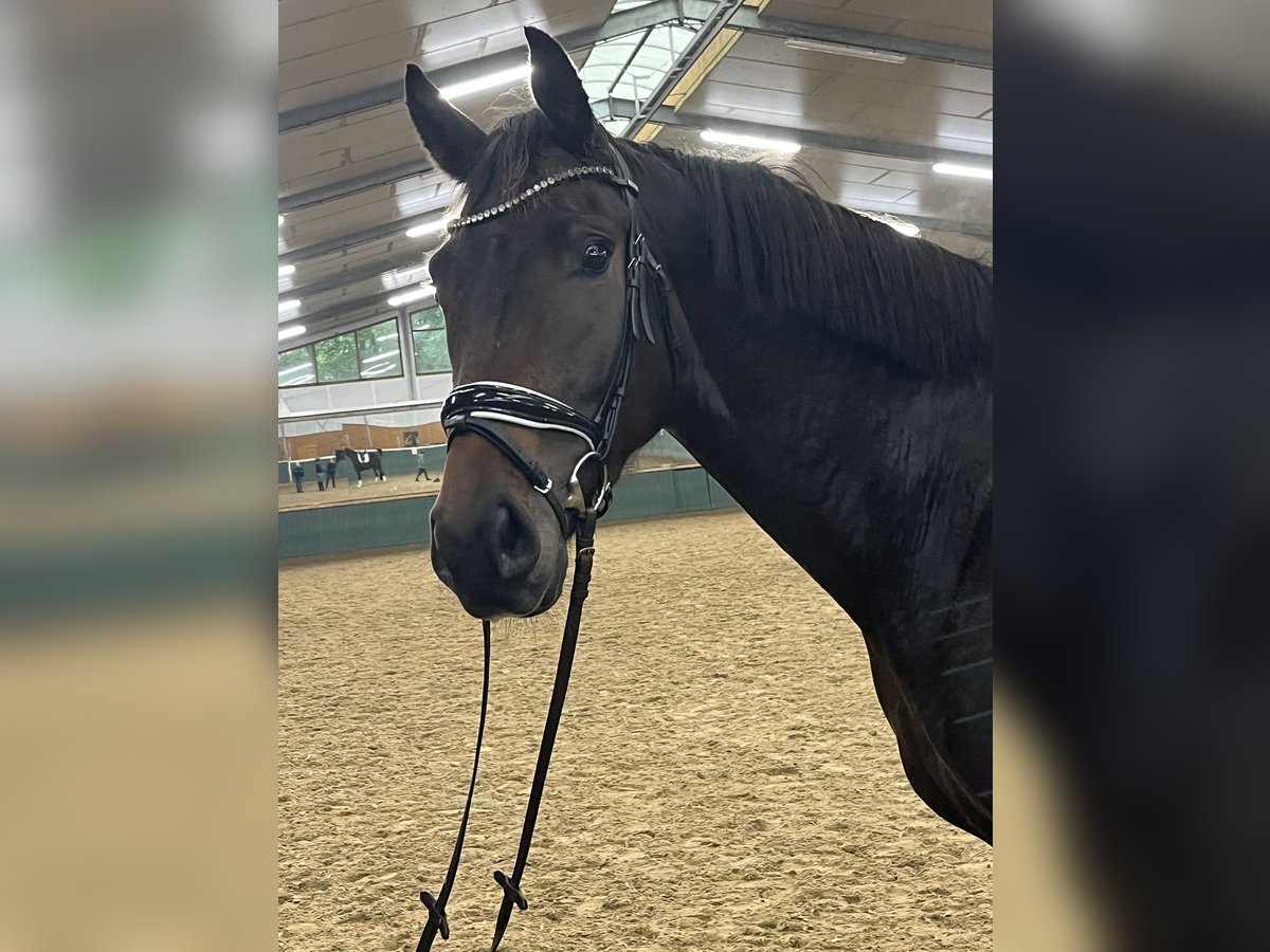 Oldenburger Wallach 3 Jahre 168 cm Dunkelbrauner in Bad Zwischenahn