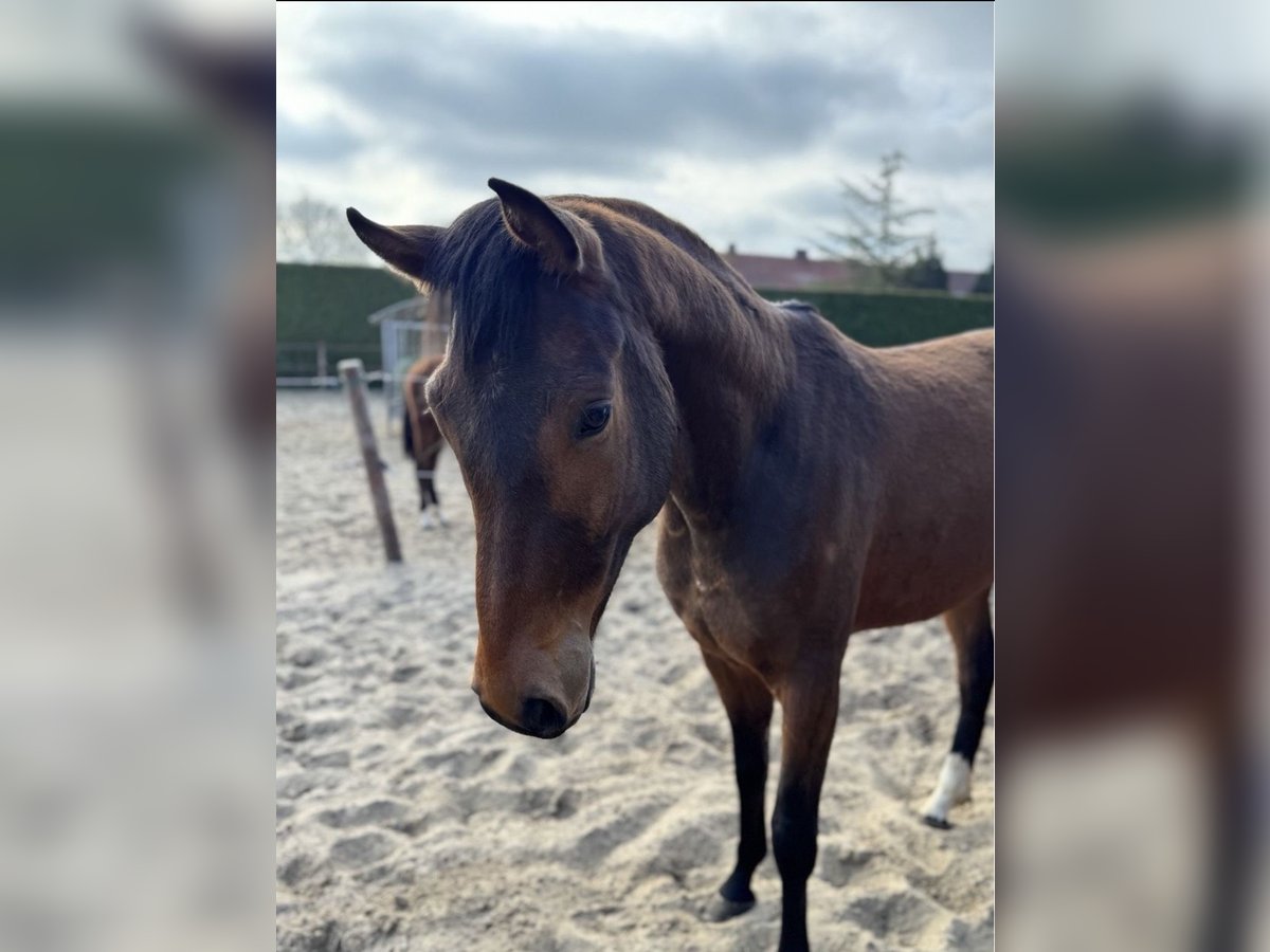 Oldenburger Wallach 3 Jahre 168 cm Dunkelbrauner in Großefehn Bagband