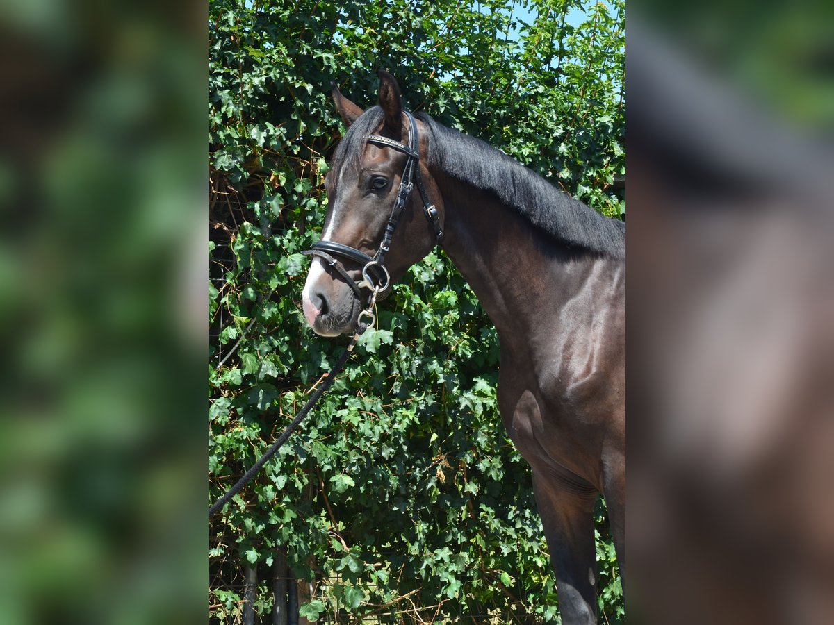 Oldenburger Wallach 3 Jahre 168 cm Dunkelbrauner in W&#xFC;rzburg
