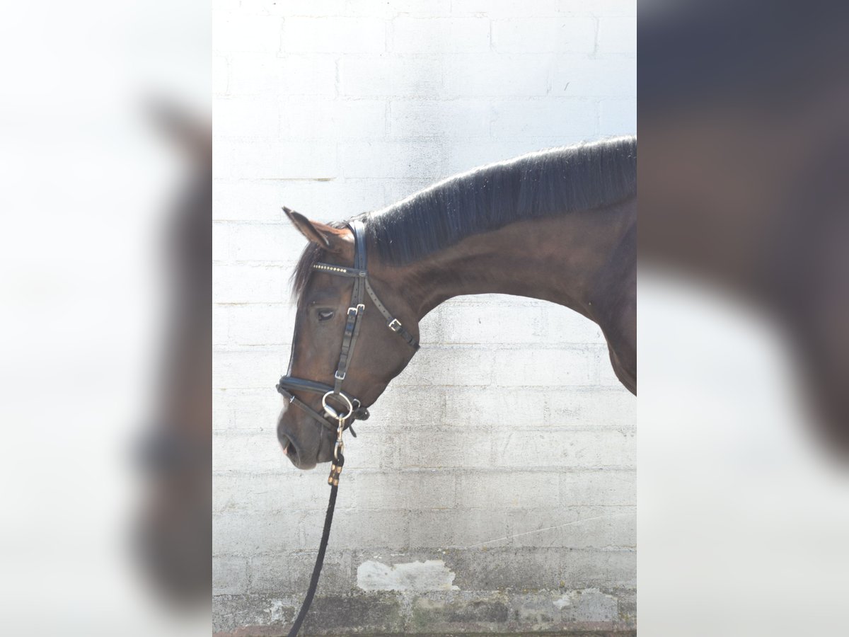 Oldenburger Wallach 3 Jahre 168 cm Dunkelbrauner in W&#xFC;rzburg