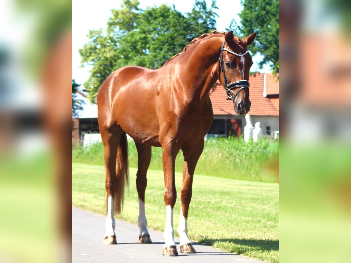 Oldenburger Wallach 3 Jahre 168 cm Dunkelfuchs in Berne