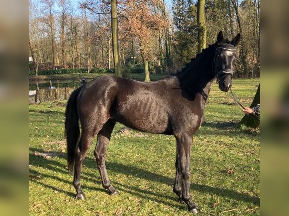 Oldenburger Wallach 3 Jahre 168 cm Rappe in EmstekEmstek