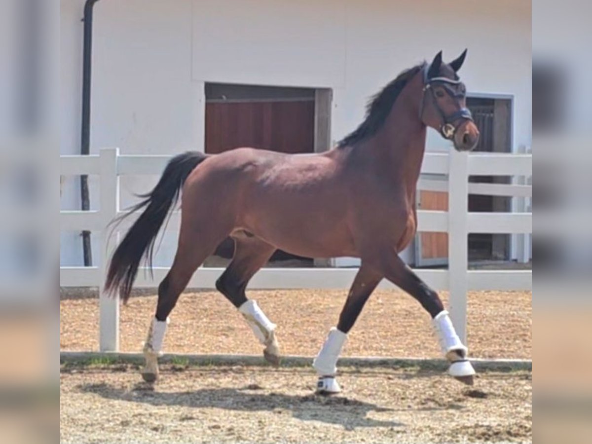 Oldenburger Wallach 3 Jahre 169 cm Brauner in Wolfsbach