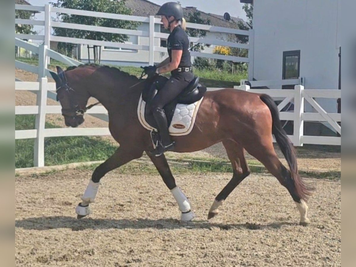 Oldenburger Wallach 3 Jahre 169 cm Brauner in Wolfsbach