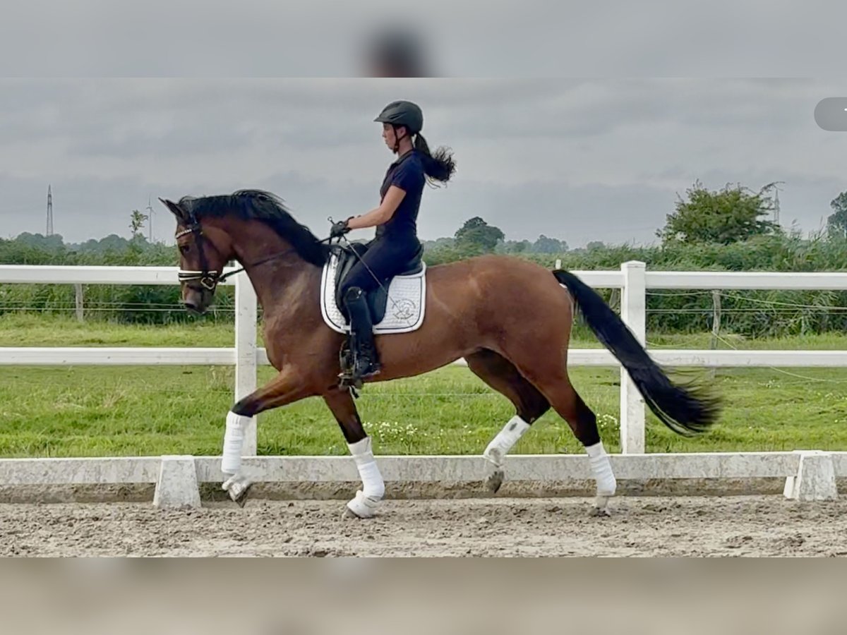 Oldenburger Wallach 3 Jahre 170 cm Brauner in Wangerland Hohenkirchen
